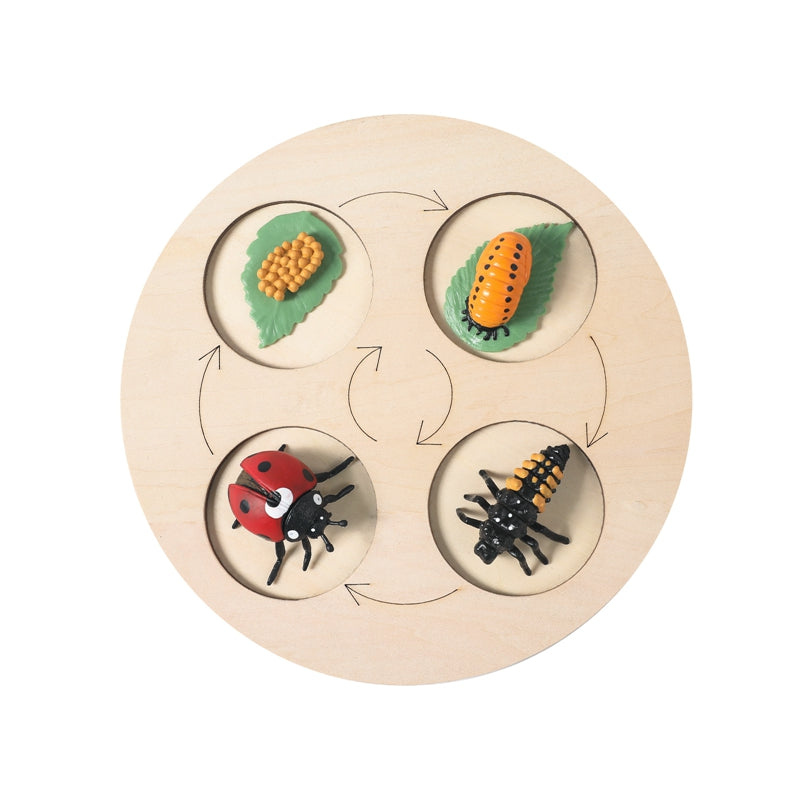 Animal Growth Cycle Puzzle
