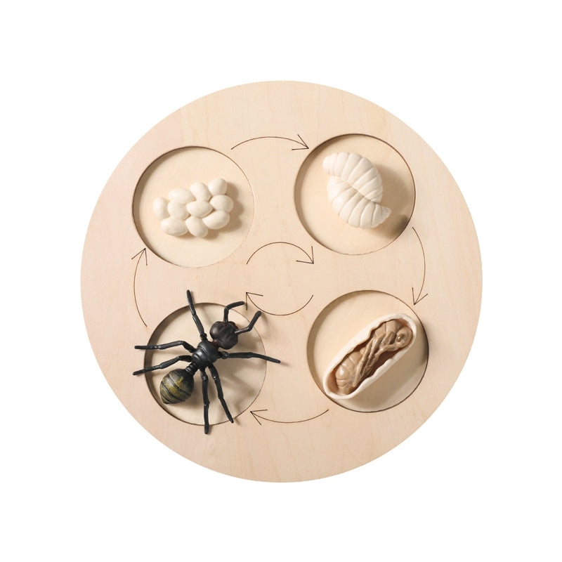 Animal Growth Cycle Puzzle