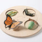 Animal Growth Cycle Puzzle