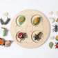 Animal Growth Cycle Puzzle